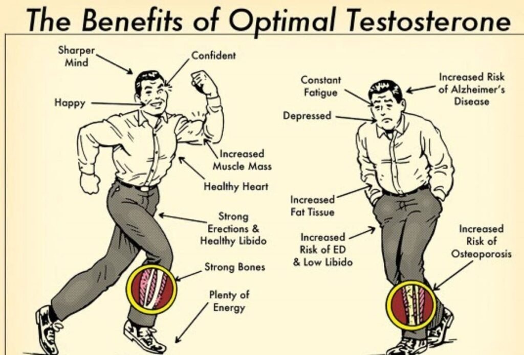 Testosterone and Heart Disease