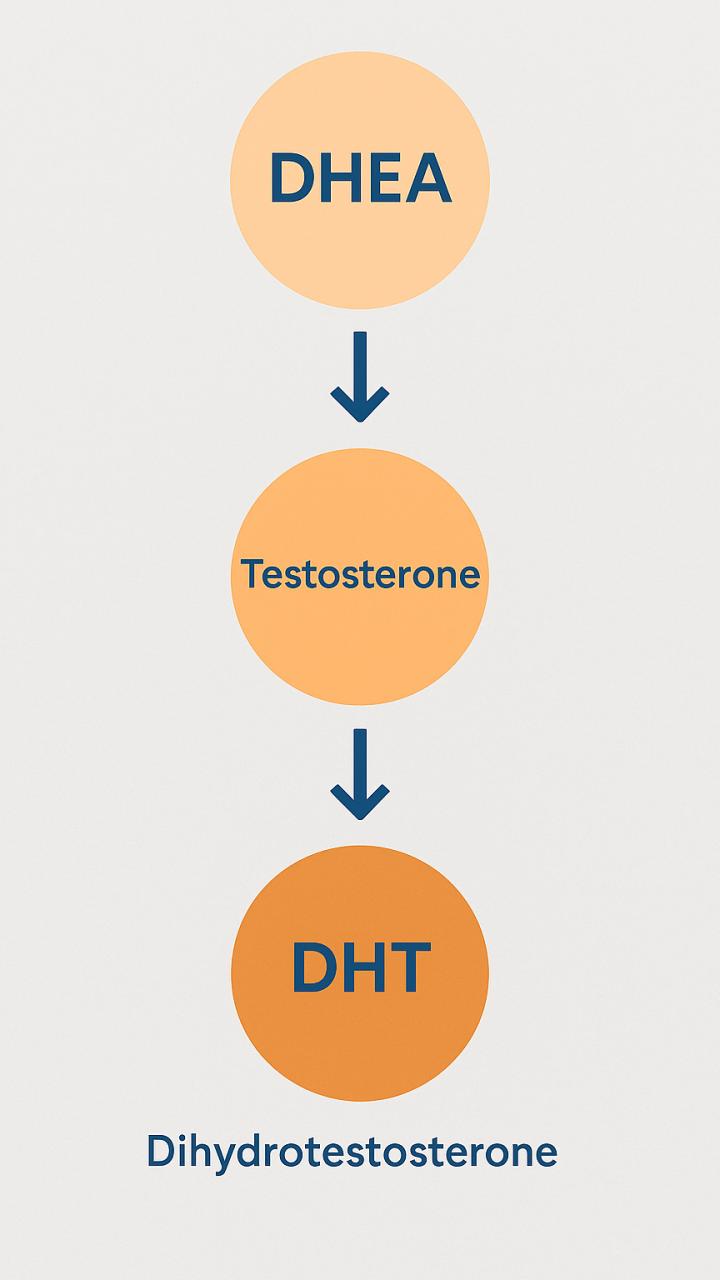 The Relationship Between DHEA and DHT