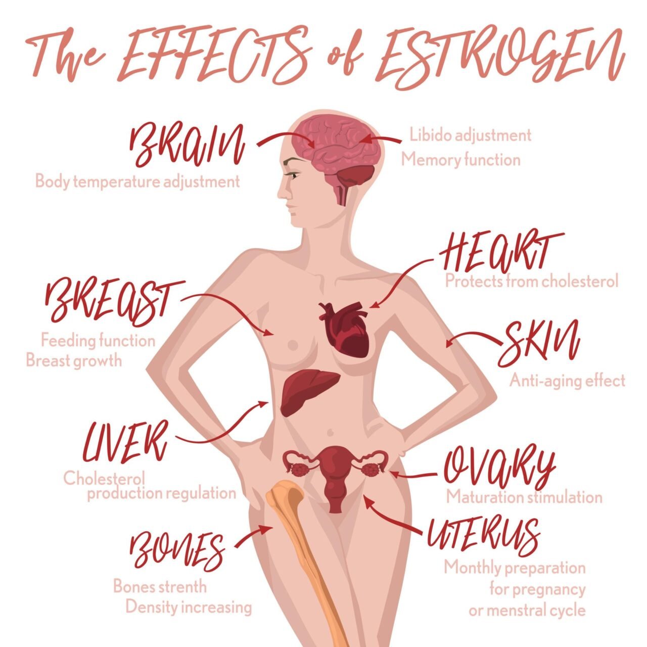 The Effects of Estrogen Throughout the Body and Why Hormone Balance Matters