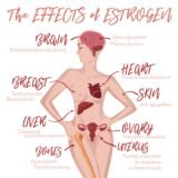 effects of estrogen throughout the body